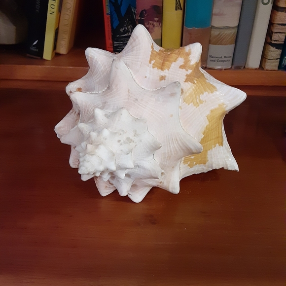 Rare Queen Conch Shell 9in - Picture 7 of 10